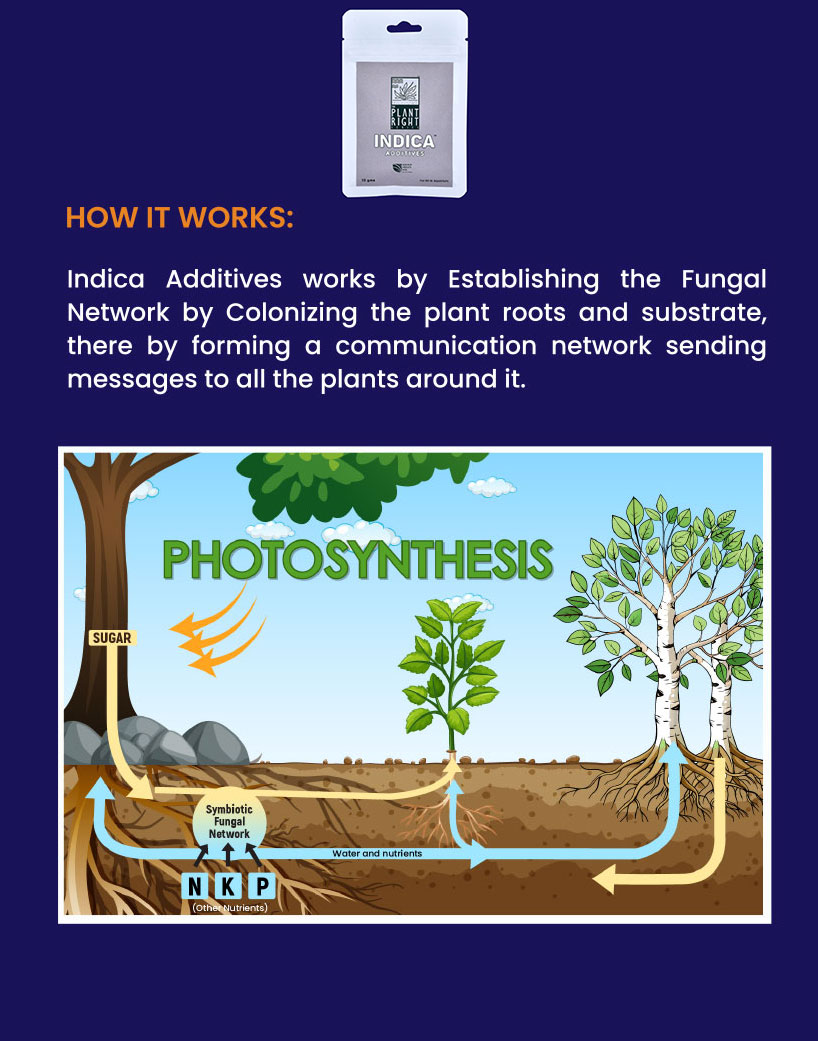 Indica Additives - How it Works